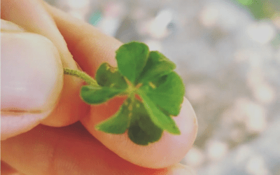 Trébol de 4 hojas… 🍀
