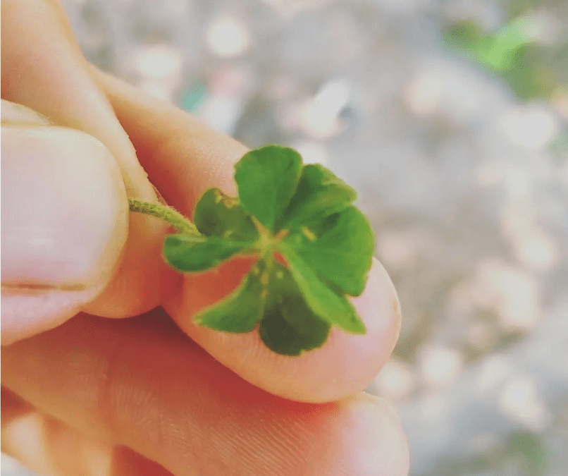 Trébol de 4 hojas… 🍀